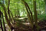 1  Die Nisthoehlen im artenreichen Laubmischwald in Muehlhausen bevorzugen die Siebenschlaefer